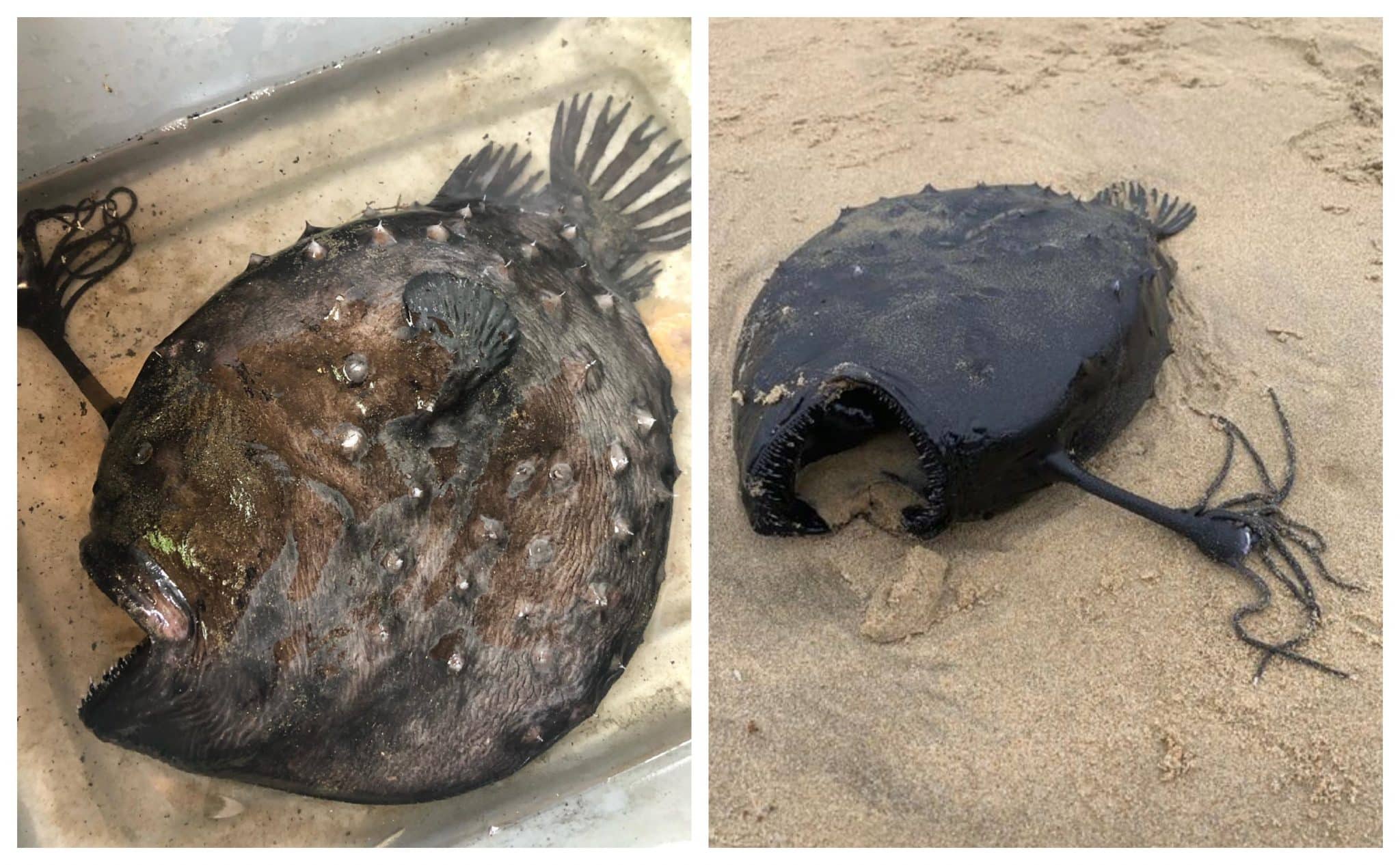 Peixe Estranho Do Fundo Do Mar Aparece Em Uma Praia Dos Eua Caso