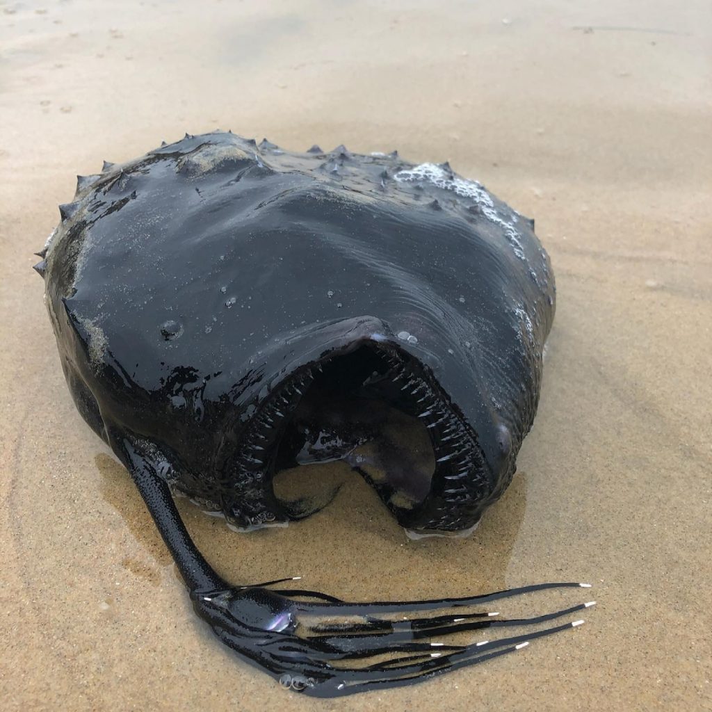 Peixe Estranho Do Fundo Do Mar Aparece Em Uma Praia Dos Eua Caso