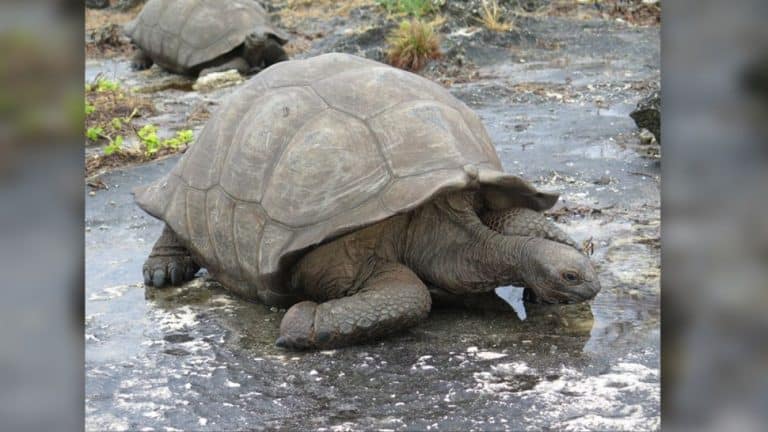 Tartaruga Gigante Extinta Era O Mamute De Madagascar H Anos