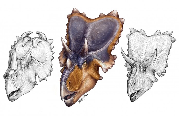 New-Species-of-Horned-Dinosaur-Reveals-Wing-Shaped-Headgear