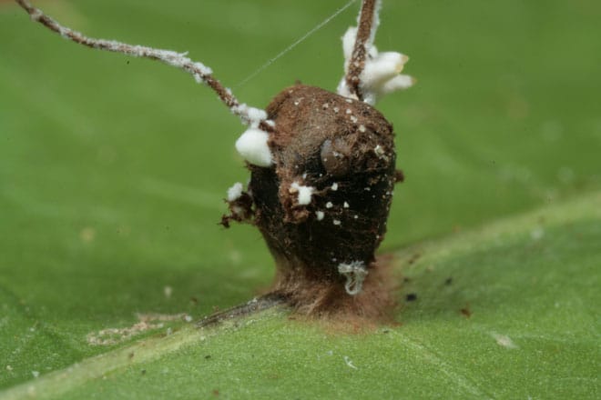 Fungo “zumbi” Cordyceps de The Last of Us pode infectar humanos