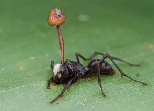 Fungo “zumbi” Cordyceps de The Last of Us pode infectar humanos