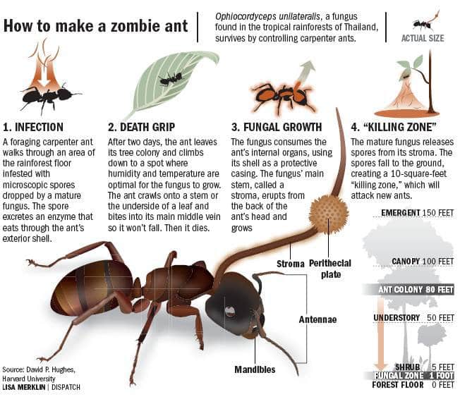 Fungo dos zumbis de 'The Last of Us' existe — e é usado para fins  medicinais, Ciência