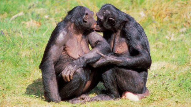 Casal fêmea de Bonobos 