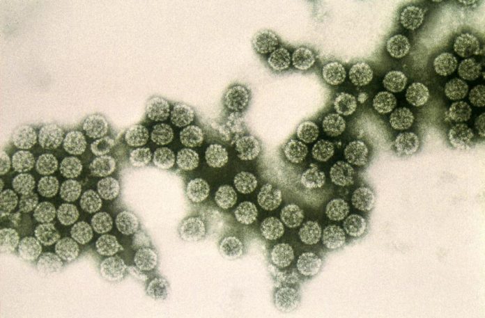 dna-based-icosahedral-shaped-polyomavirus-virionsjpg