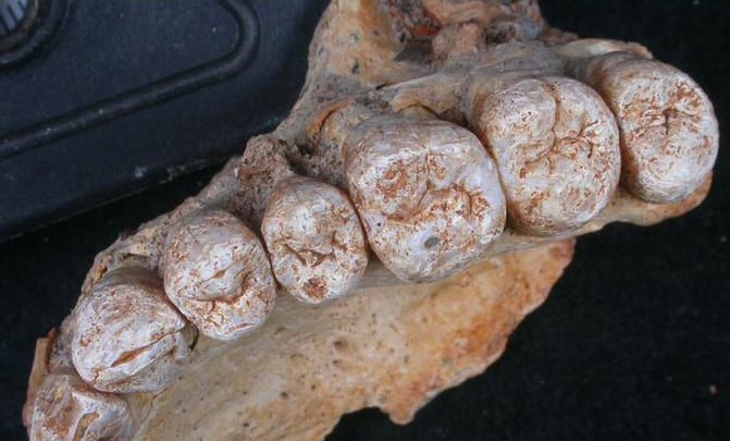 Mandíbula fossilizada encontrada na caverna de Misliya. (Créditos pela imagem: Israel Hershkovitz)