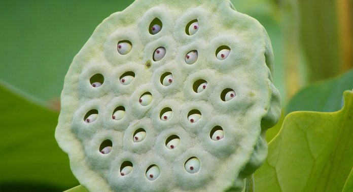 A Fruta de Lótus