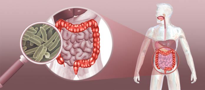microbiota-intestino