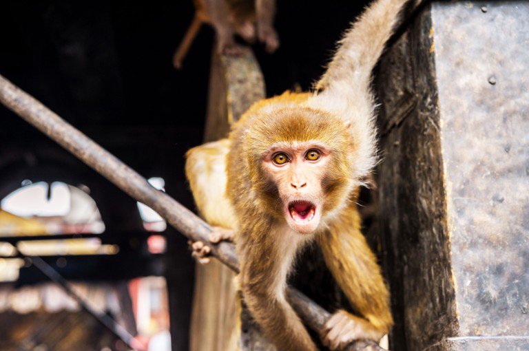 Macaco misterioso na Malásia pode ser um híbrido, resultado do