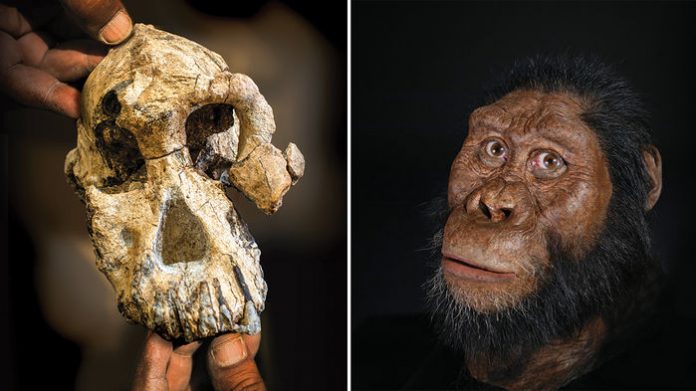 Hominin