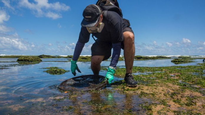 misterioso-derramamento-de-oleo-ameaça-paraiso-da-biodiversidade-marinha-no-brasil