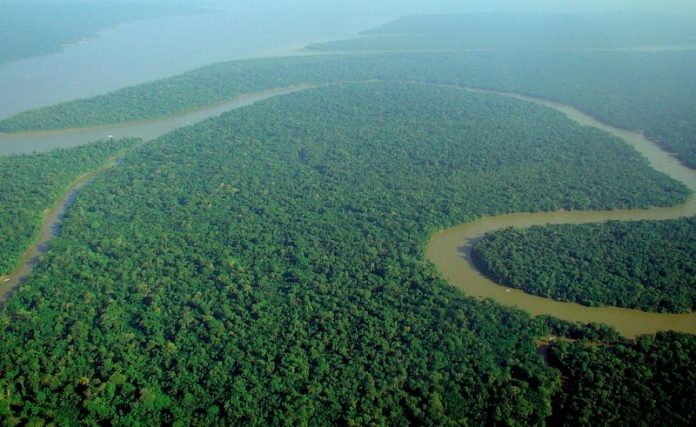 politicas-publicas-baseadas-na-ciencia-e-a-floresta-amazonica