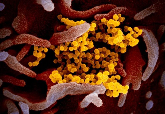 novo-coronavirus