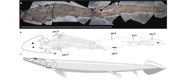 ancientfishf