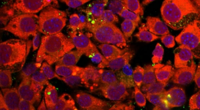 coronavirus_humanos