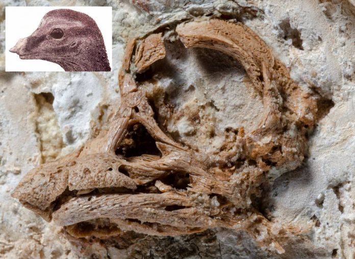 El-primer-craneo-casi-intacto-de-un-embrion-de-sauropodo-en-3D-revela-rasgos-faciales-inesperados