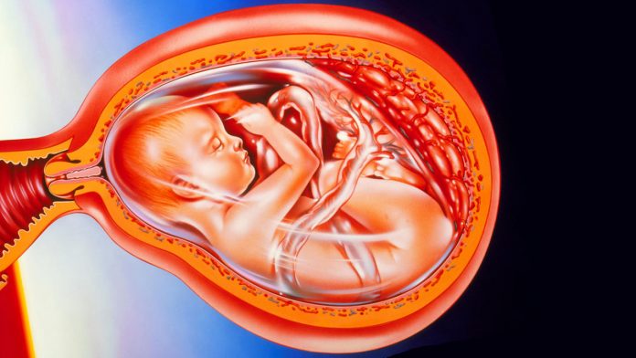 Placenta