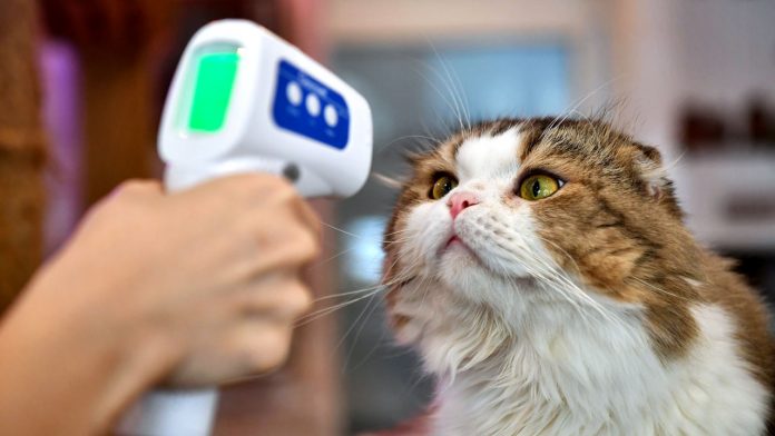 Gato e Coronavírus
