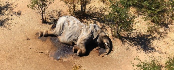 010-elephant-botswana_1024
