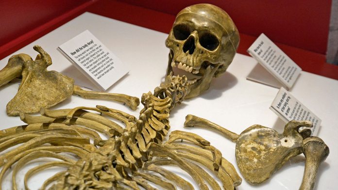 Replica of the skeleton of King Richard III at Bosworth Battlefield Heritage Centre, Ambion Lane, Sutton Cheney, Nuneaton, Leicestershire, UK