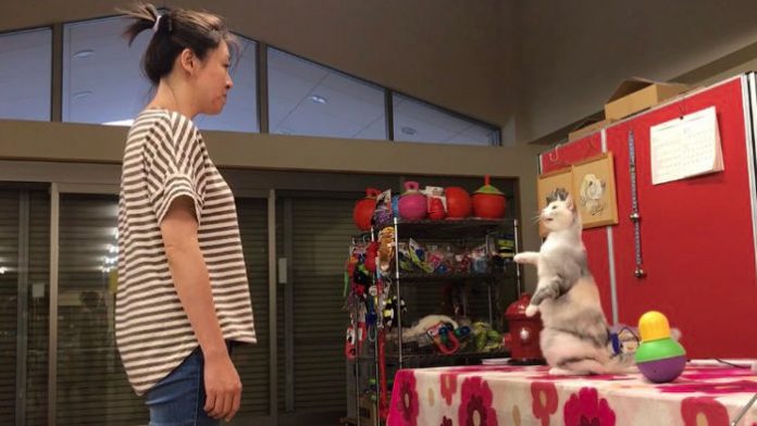 cat_700p