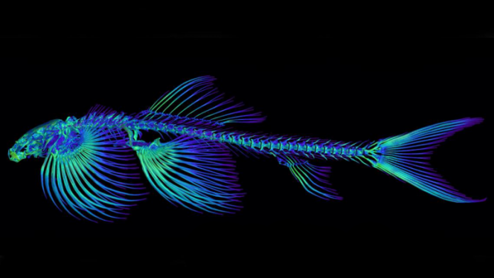 Peixe