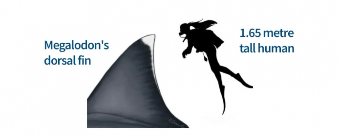 megalodon_fin_cover_pic_corrected_1024