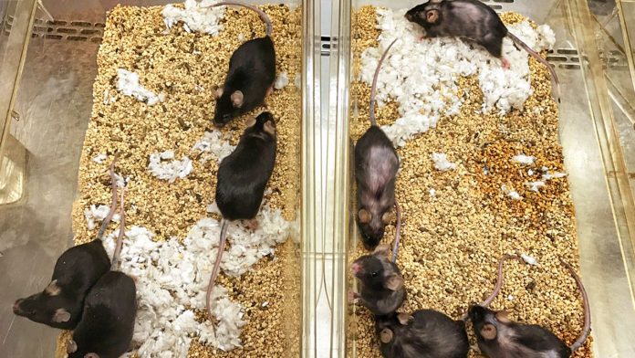 mice_1280p