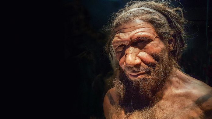 Human evolution gallery. Model of male Homo neanderthalensis, Natural History Museum, London, England, UK, This image could have imperfections as itâ.s either historical or reportage.