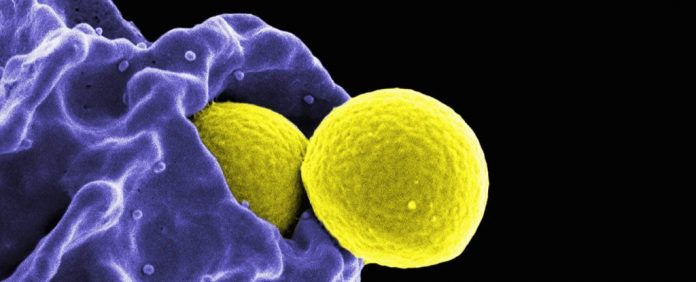 MicrographOfMethicillin-resistantStaphylococcusAureus_1024