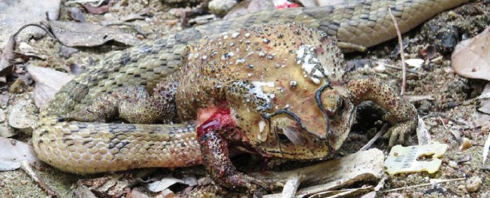 snakesdisemb_1_1024