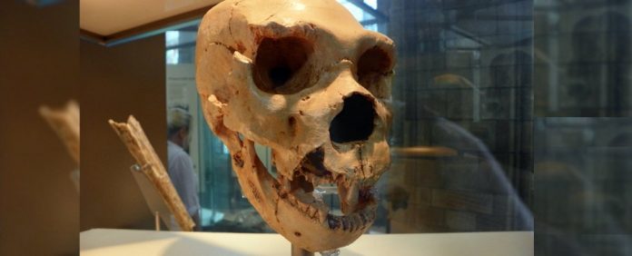 Natural_History_Museum_055_8043309585-cropped_1024