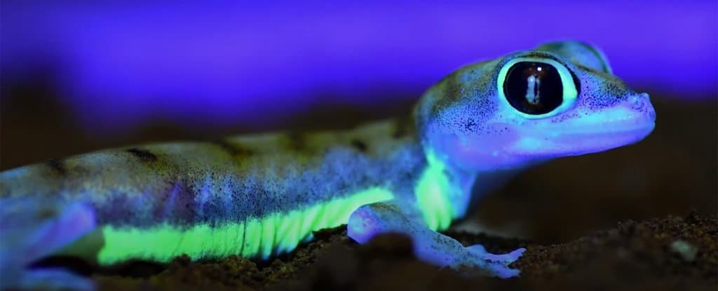 Featured image of post Lagartixa Verde Escuro / Hay más de 4.675 especies de lagartijas, según el zoológico de san diego.