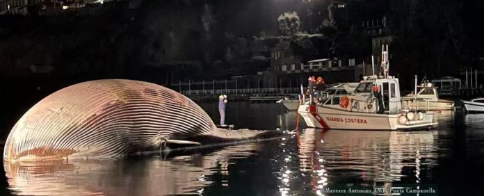 WhaleWashesUpItalyDead2ndLargest_1024