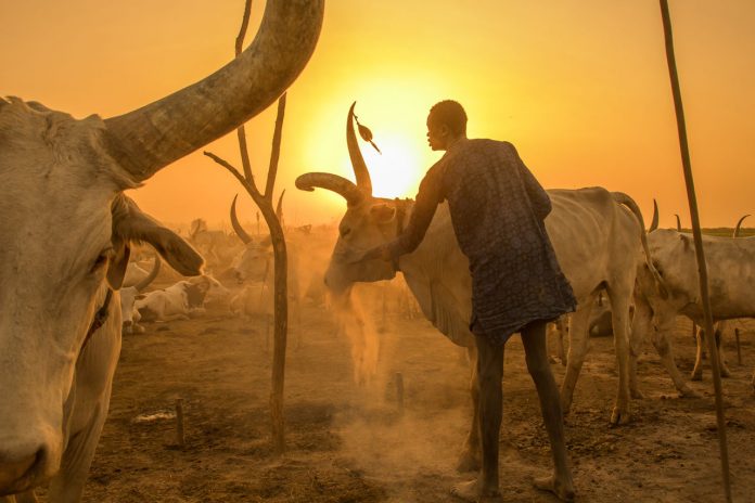 Mundari tribe man covering his cow in ash in the sunset to repel flies and mosquitoes, Central Equatoria, Terekeka, South Sudan