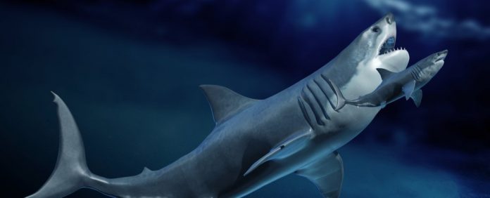 megalodon-illo_1024