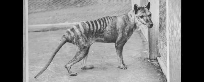 thylacine_1024