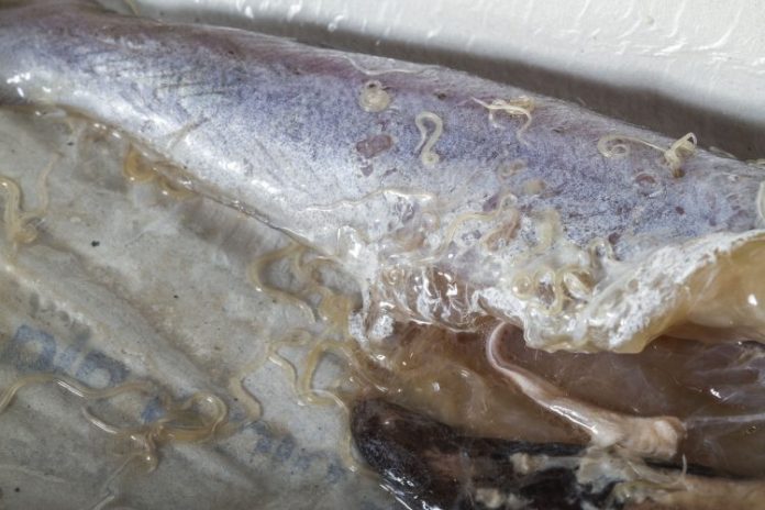 Anisakis-worms-in-blue-whiting-1-750x500