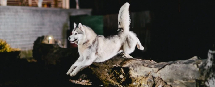 siberian-dog_1024