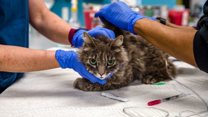 US-HEALTH-VIRUS-ADOPTION