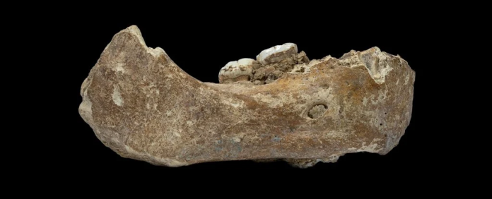 denisovan_jawbone_cover_2021_1024