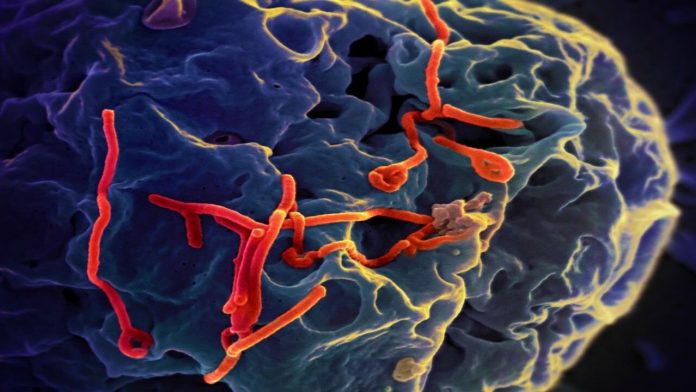 ebolavirus031221
