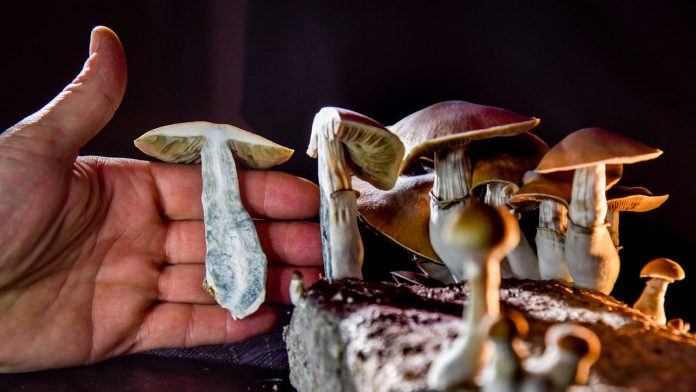 A Push to Legalize Psilocybin Mushrooms
