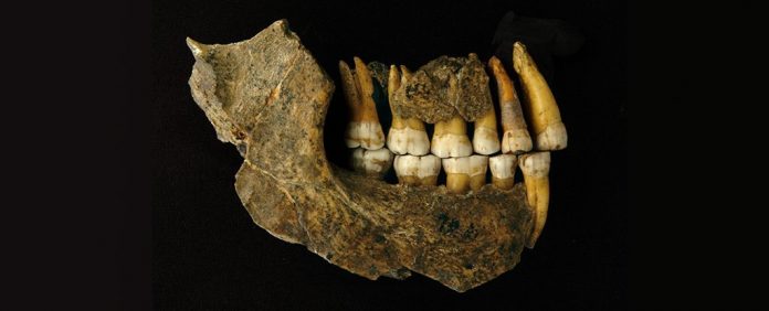 neanderthal_jaw_afp_pnas_march_8_background_correction_1024
