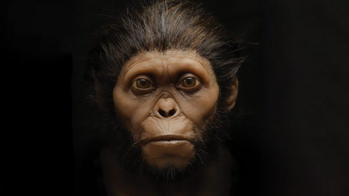 hominideo-arte-criança-de-taung-australopithecus