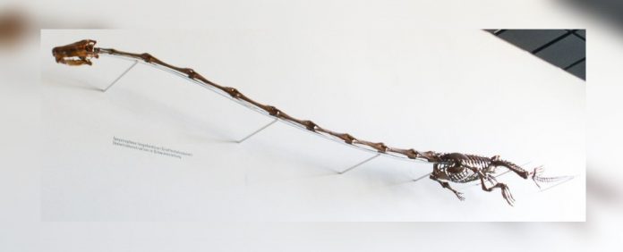 pescoço-grande-tanystropheus-ossos