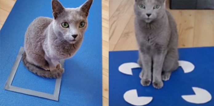 ilusao-gatos-caixa