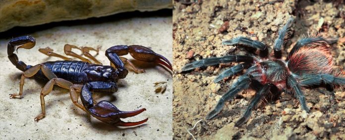 aranha-tarantula-vs-escorpiao