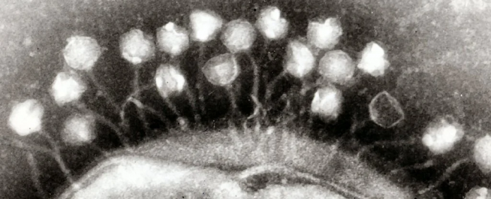 bacteriofago-na-bacteria-intestinal