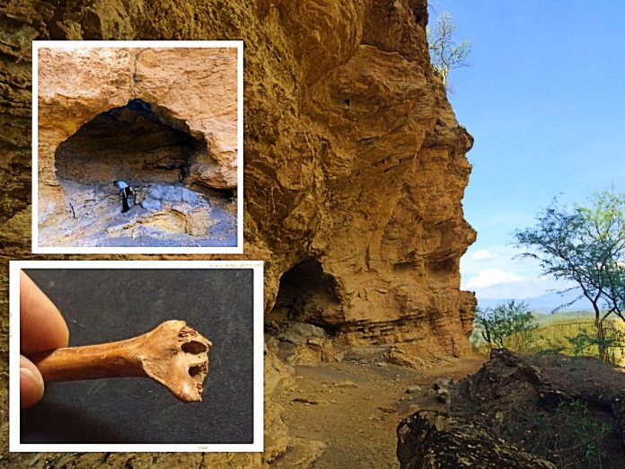 caverna-coxcatlan-lebres-humanos